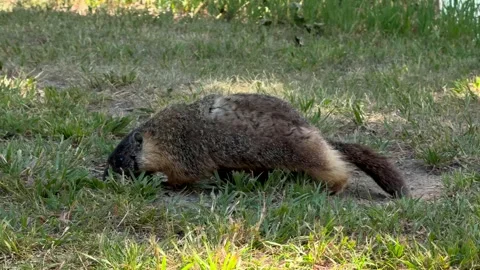 Groundhog Alert in Kamloops Stock Footage 345178965