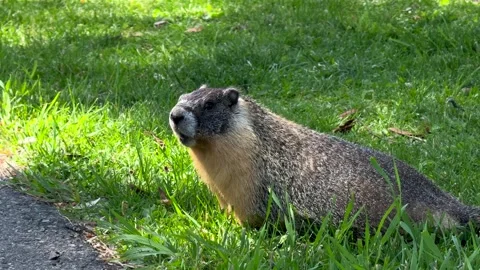 Groundhog Alert Kamloops Stock Footage 345178971