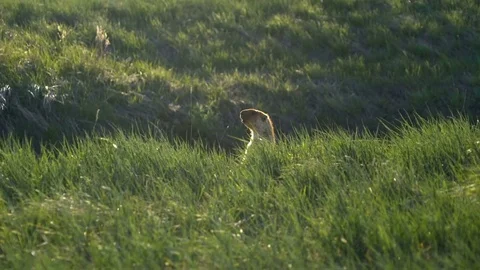 Groundhog on a background of green grass Stock-Footage 75156206