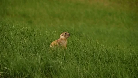 Groundhog on a background of green grass. Quickly hides in the grass Stock Footage 75048666
