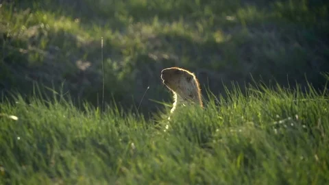 Groundhog on a background of green grass. Quickly hides in the grass Stock Footage 75156519