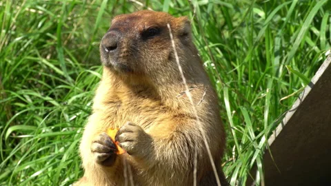 Groundhog Breakfast 動画素材 116549403
