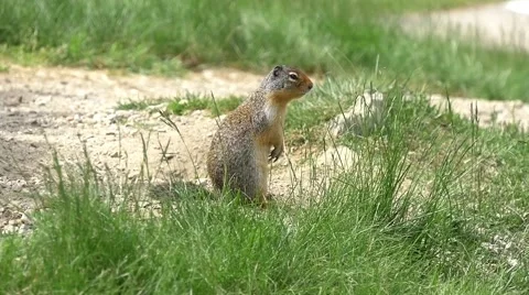 Groundhog in Canada Stock Footage 54804874