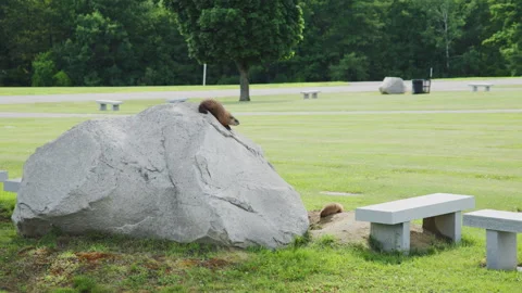 Groundhog Climbing on Top of Granite Boulder, Augusta Maine Stock Footage 338150489