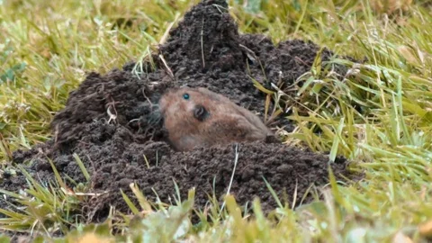 Groundhog digging a hole and pushing out the soil Video stock 105687291