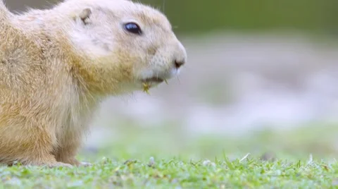 Groundhog eating and running Stock-Footage 64494123