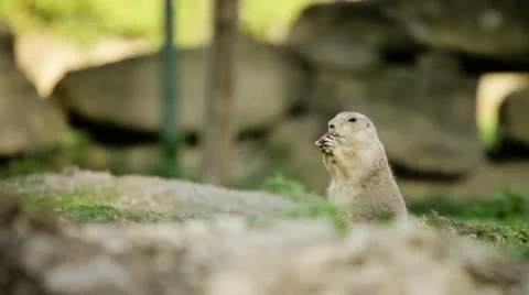 Groundhog eating apple Stock-Footage 18779365