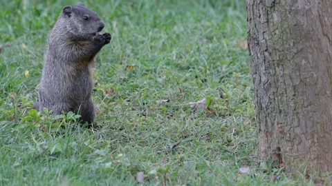 Groundhog Eating By Tree 動画素材 99921756
