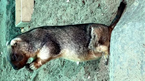Groundhog eats cabbage in the zoo. funny animal Stock Footage 240429766