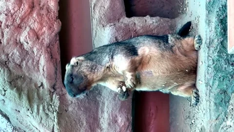Groundhog eats cabbage in the zoo. funny animal Stock Footage 240429777