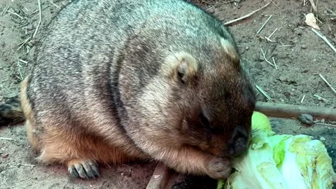 Groundhog eats cabbage in the zoo. funny animal Stock Footage 240429792