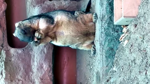 Groundhog eats cabbage in the zoo. funny animal Stock Footage 240953984