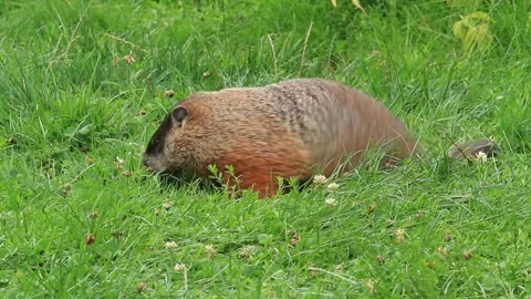 A groundhog eats grass in a meadow. Marmota monax. Region of La Mauricie. Stock Footage 309484156