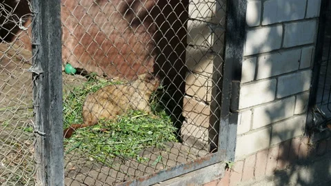 Groundhog eats grass at the zoo Stock Footage 138342348