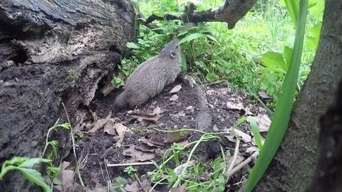Groundhog eats leaves and retreats to hole Stock Footage 75590761