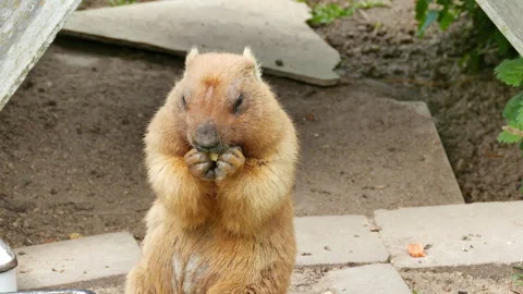 Groundhog eats lunch 動画素材 242228330