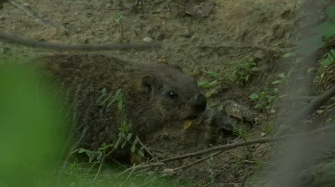 Groundhog Stock Footage 302929