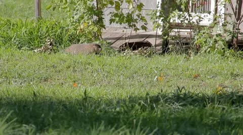 Groundhog 動画素材 13160748