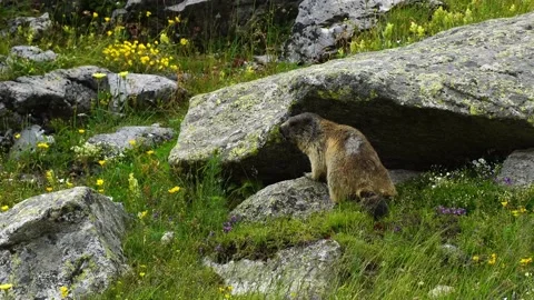  Groundhog Stock Footage 160334302