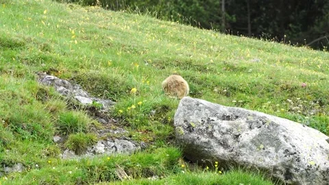  Groundhog Stock Footage 160334325