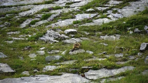  Groundhog Stock Footage 160334328