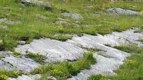  Groundhog Stock Footage 160334500