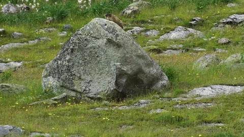  Groundhog Stock Footage 160334502