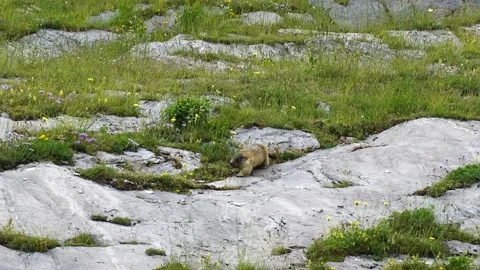  Groundhog Stock Footage 160334524
