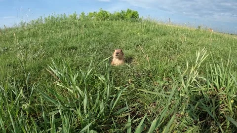 A groundhog Stock Footage 277538101