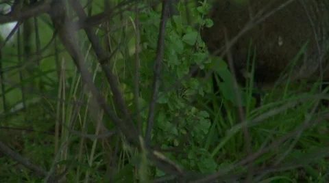 Groundhog in Grass Stock Footage 302930