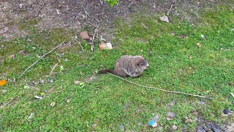 Groundhog Grazing on Grass Видео 184628736