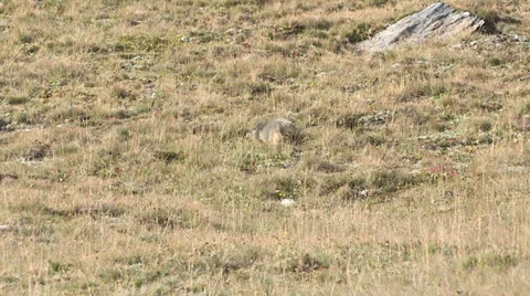 Groundhog looking for food Stock Footage 37587280
