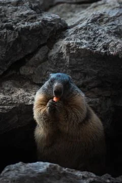 Groundhog Marmot eats a carrot Foto stock