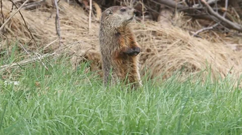 Groundhog (Marmota monax) Stock Footage