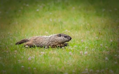 Groundhog in a Meadow 스톡 사진