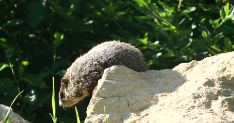 Groundhog or Woodchuck Climbing down rock eating vegetation Stock Footage 211761295