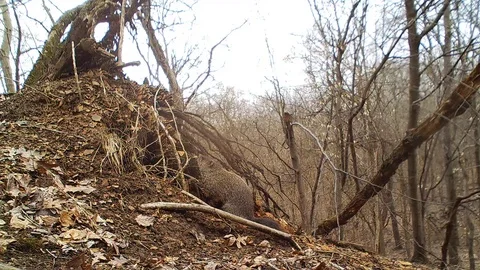Groundhog outside den crawls inside Stock Footage 126190845