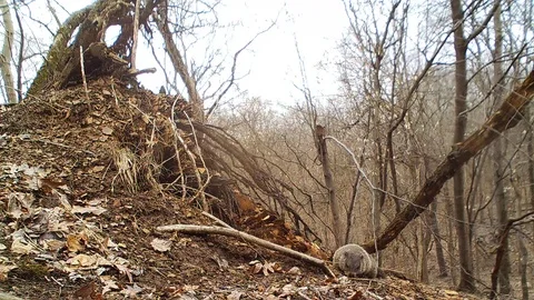 Groundhog outside den Video stock 126190790