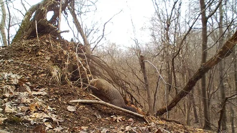 Groundhog outside den smell twigs Video stock 126190850