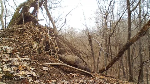 Groundhog outside den smelling a small tree Video stock 126190852