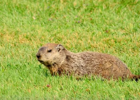 Groundhog Stock Photos