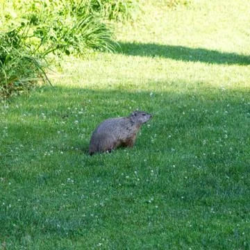 Groundhog Stock Photos
