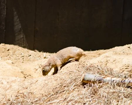 Groundhog Stock Photos