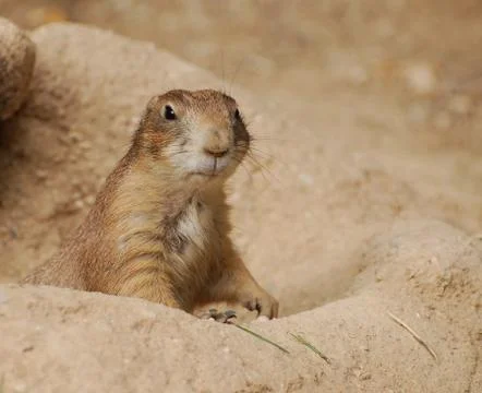 Groundhog Stock Photos