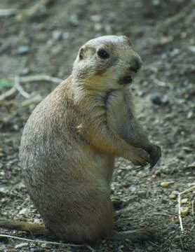 Groundhog Stock Photos
