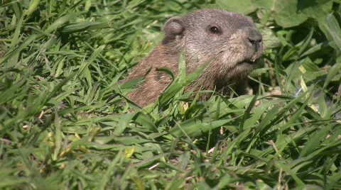 Groundhog pops up. Stock Footage 474416