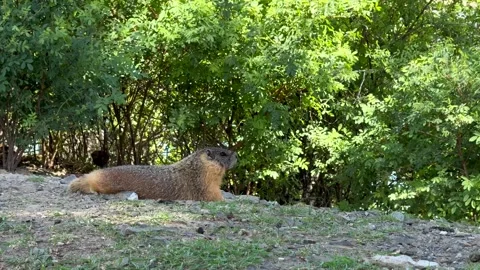 Groundhog Resting Kamloops Stock Footage 345178977