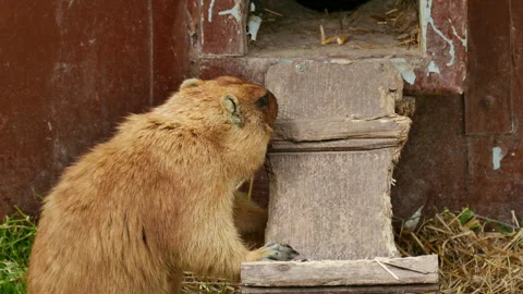 Groundhog sharpens his teeth with a piece of wood Video stock 242228934