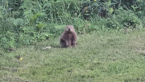 Groundhog Sitting At Edge Of Meadow Stock Photos