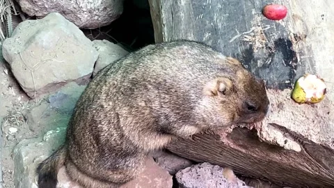 Groundhog standing eats in the zoo Video stock 164408196